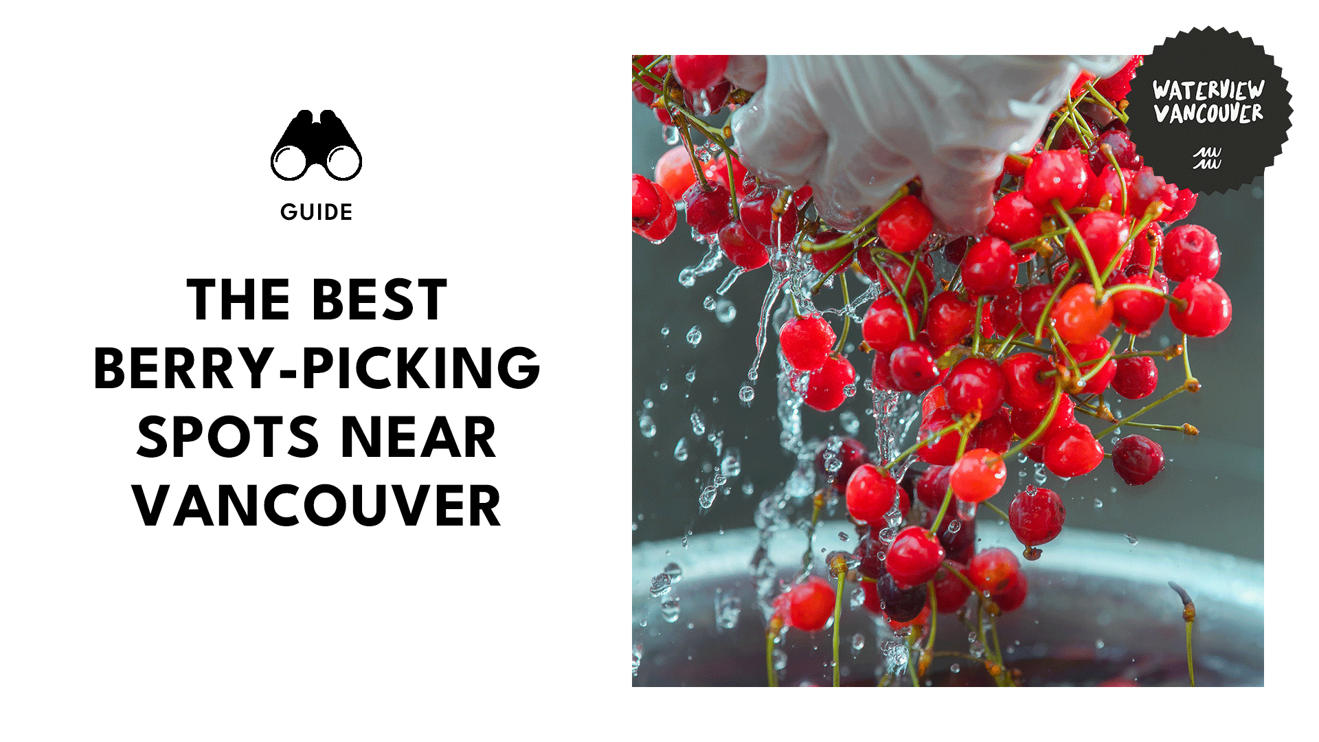 Berry Bliss The Best Berry Picking Spots Near Vancouver