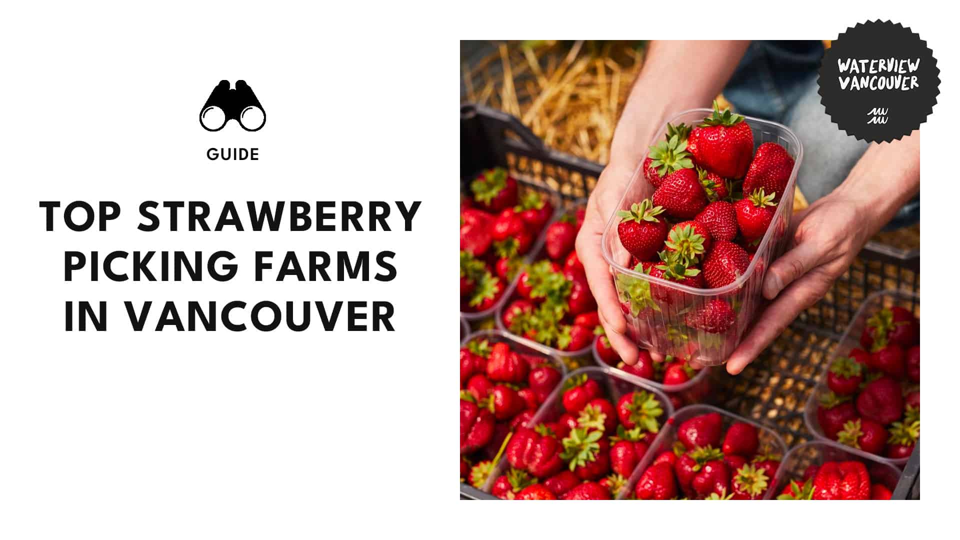 Berry Sweet Life Vancouver's 10 Strawberry Picking Spots