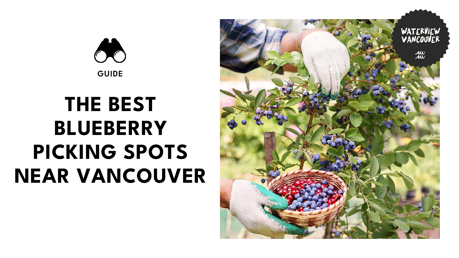 Blue Heaven Top Blueberry Picking Spots Near Vancouver
