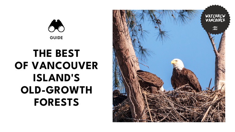 17 Old-Growth Forests That Show Vancouver Island’s Ancient Wonders