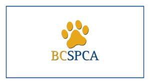 bc-spca-vancouver-animal-hospital