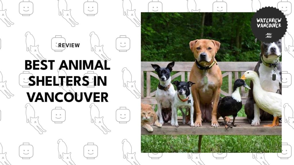 5 Best Vancouver Animal Shelters to Support or Adopt From [2026]